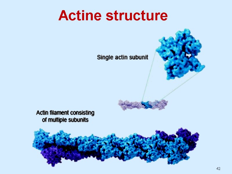 42 Actine structure